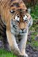 DGD01260327 Amoertijger / Panthera tigris altaica