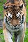 DGD01260330 Amoertijger / Panthera tigris altaica