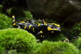 DAD01186912 vuursalamander /Salamandra salamandra