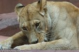 DZE01123460 Afrikaanse leeuw / Panthera leo