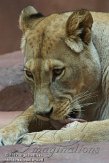 DZE01123462 Afrikaanse leeuw / Panthera leo