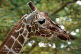 DZF01084961 netgiraf / Giraffa camelopardalis reticulata