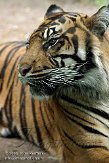 DZF01084972 Sumatraanse tijger / Panthera tigris sumatrae