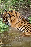DZF01084989 Sumatraanse tijger / Panthera tigris sumatrae