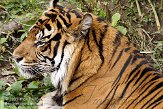 DZF01084992 Sumatraanse tijger / Panthera tigris sumatrae