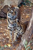 DZF0111A-995 Sumatraanse tijger / Panthera tigris sumatrae