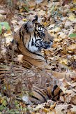 DZF0111B-032 Sumatraanse tijger / Panthera tigris sumatrae