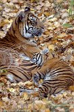 DZF0111B-040 Sumatraanse tijger / Panthera tigris sumatrae