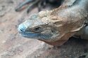 DZF01256340 Jamaicaanse leguaan / Cyclura collei