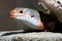 DZF01256451 two-coloured skink / Trachylepis dichroma