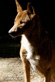 DHT01087663 dingo / Canis lupus dingo