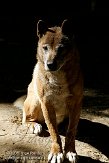 DHT01087670 Nieuw-Guinea zingende hond / Canis lupus hallstromi
