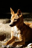 DHT01087673 dingo / Canis lupus dingo