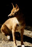 DHT01087689 dingo / Canis lupus dingo
