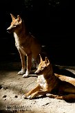 DHT01087690 dingo / Canis lupus dingo