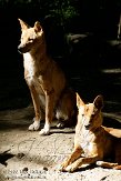 DHT01087697 dingo / Canis lupus dingo