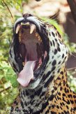 DBH01123214 jaguar / Panthera onca
