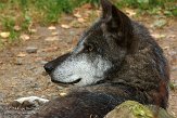 DZH01143995 timberwolf / Canis lupus occidentalis