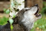 DZH01144003 timberwolf / Canis lupus occidentalis