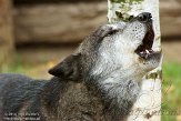 DZH01144014 timberwolf / Canis lupus occidentalis