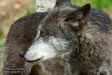 DZH01144022 timberwolf / Canis lupus occidentalis