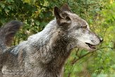 DZH01144050 timberwolf / Canis lupus occidentalis
