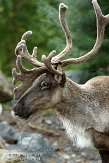 DZH01144075 Noord-Amerikaanse kariboe / Rangifer tarandus caribou