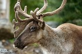 DZH01144076 Noord-Amerikaanse kariboe / Rangifer tarandus caribou