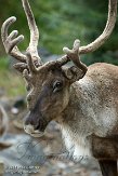 DZH01144080 Noord-Amerikaanse kariboe / Rangifer tarandus caribou