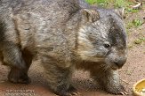 DZH01144193 wombat / Vombatus ursinus