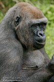 DZH01105817 westelijke laaglandgorilla / Gorilla gorilla gorilla