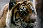 DZH01105868 Sumatraanse tijger / Panthera tigris sumatrae