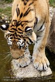 DZL01087048 Siberische tijger / Panthera tigris altaica