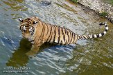 DZL01087055 Siberische tijger / Panthera tigris altaica