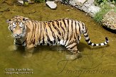 DZL01087068 Siberische tijger / Panthera tigris altaica