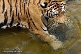 DZL01087071 Siberische tijger / Panthera tigris altaica