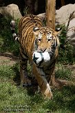 DZL01087075 Siberische tijger / Panthera tigris altaica