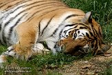 DZL01087167 Siberische tijger / Panthera tigris altaica