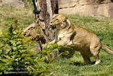 DZL01087182 Angola leeuw / Panthera leo bleyenberghi