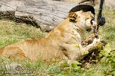 DZL01087188 Angola leeuw / Panthera leo bleyenberghi