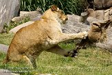 DZL01087195 Angola leeuw / Panthera leo bleyenberghi