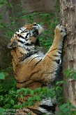 DZL01122932 Siberische tijger / Panthera tigris altaica