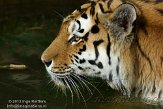 DZL01122939 Siberische tijger / Panthera tigris altaica