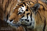 DZL01122957 Siberische tijger / Panthera tigris altaica