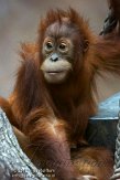 DZL02123132 Sumatraanse orang-oetan / Pongo abelii
