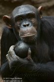 DZL02123133 chimpansee / Pan troglodytes