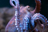 DZL01180869 gewone octopus / Octopus vulgaris