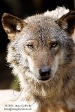 DNT01087780 Europese wolf / Canis lupus lupus