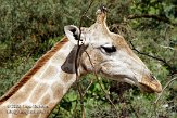 DNZ01089378 Angolagiraf / Giraffa camelopardalis angolensis