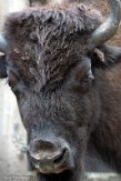DZN01202163 bosbizon / Bison bison althabascae
